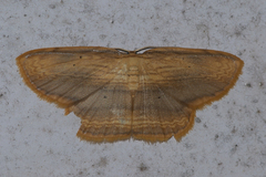 Drapetodes mitaria