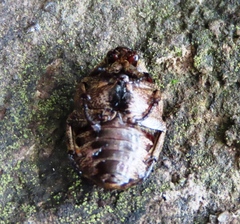 Hoplopyga liturata