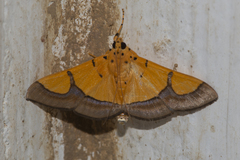 Endocrossis flavibasalis