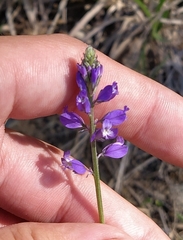 Polygala wolfgangiana