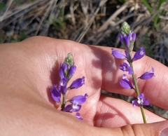 Polygala wolfgangiana