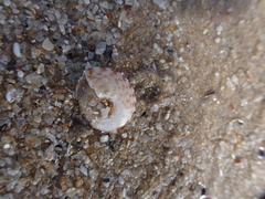 Clanculus flagellatus