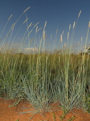 Anthephora pubescens