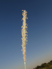 Anthephora pubescens