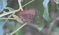 Arhopala madytus