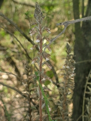 Cyclopogon elatus
