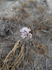 Allium lacunosum
