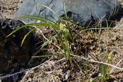 Toxicoscordion venenosum venenosum