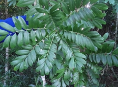 Cnestis polyphylla