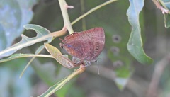 Arhopala madytus