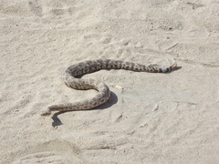 Crotalus mitchellii