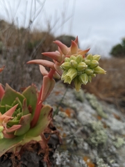 Dudleya candelabrum