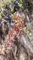 Camissoniopsis hirtella