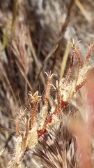 Camissoniopsis hirtella