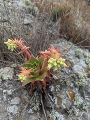 Dudleya candelabrum