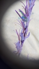 Camissoniopsis hirtella