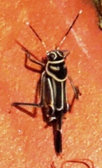 Ripipteryx rivularia