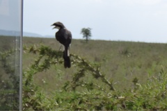 Lanius excubitoroides