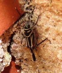 Ripipteryx rivularia