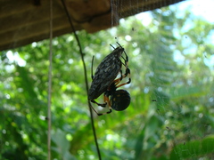 Nephilingis cruentata