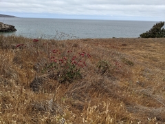 Eriogonum grande rubescens