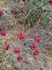 Eriogonum grande rubescens