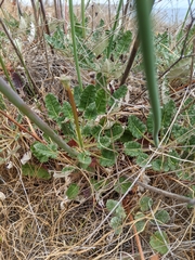Eriogonum grande rubescens