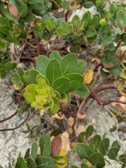 Arctostaphylos confertiflora