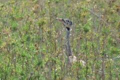 Eupodotis senegalensis
