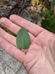 Arctostaphylos confertiflora