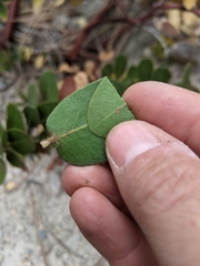 Arctostaphylos confertiflora
