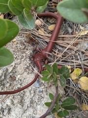 Arctostaphylos confertiflora