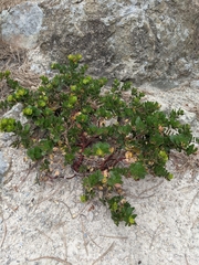 Arctostaphylos confertiflora