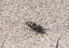 Bembix americana hamata