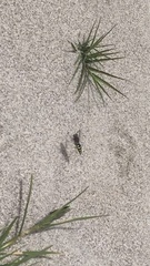 Bembix americana hamata