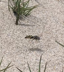 Bembix americana hamata