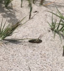 Bembix americana hamata