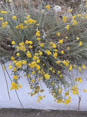 Achillea falcata