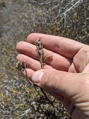 Salvia brandegeei
