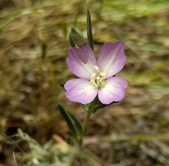 Clarkia affinis