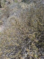Salvia brandegeei