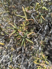 Salvia brandegeei
