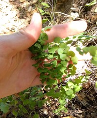 Adiantum jordanii