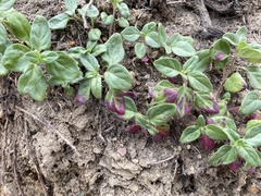 Monardella macrantha hallii