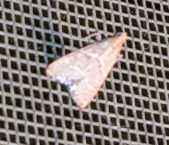 Arta epicoenalis