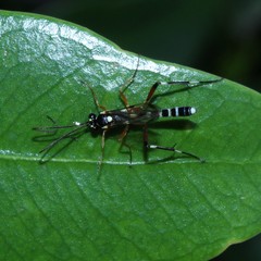 Xanthocryptus novozealandicus