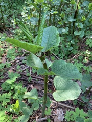 Reynoutria × bohemica