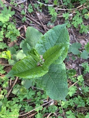 Reynoutria × bohemica