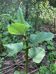 Reynoutria × bohemica