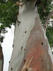 Salix humboldtiana